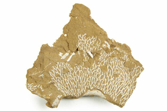Ordovician Kukersite Oil Shale with Bryozoan Fossils - Russia #369577